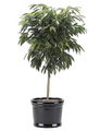 Long leaved fig